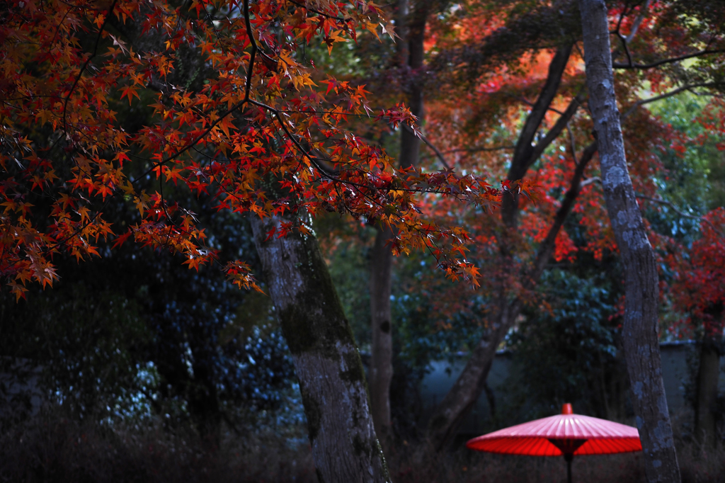 京都の紅葉2013　2-18