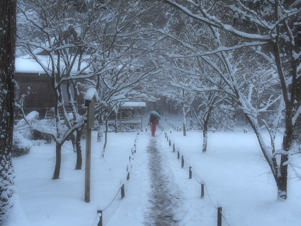 降りしきる雪の中