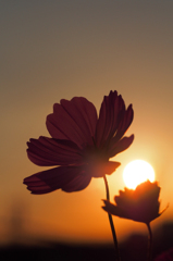 夕日を抱いた秋桜