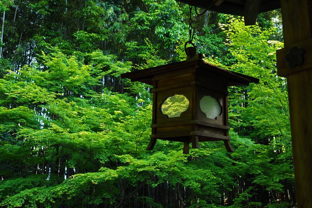 新緑の京都 - 6