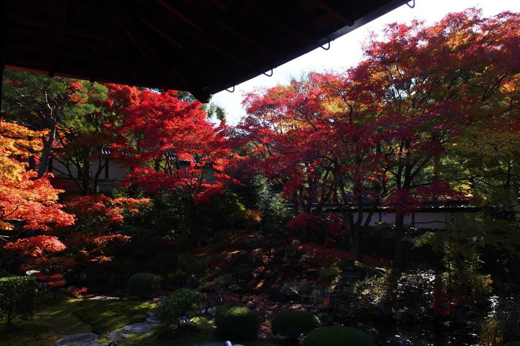 京都の紅葉2012　6