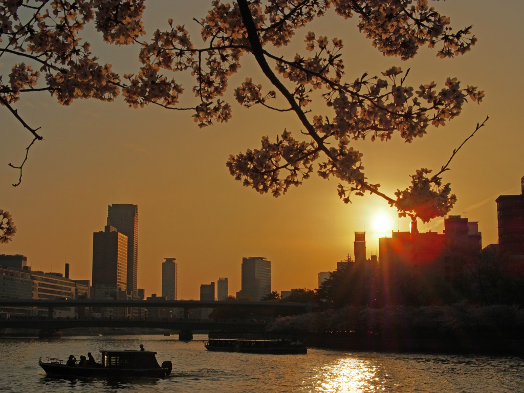 水都夕桜