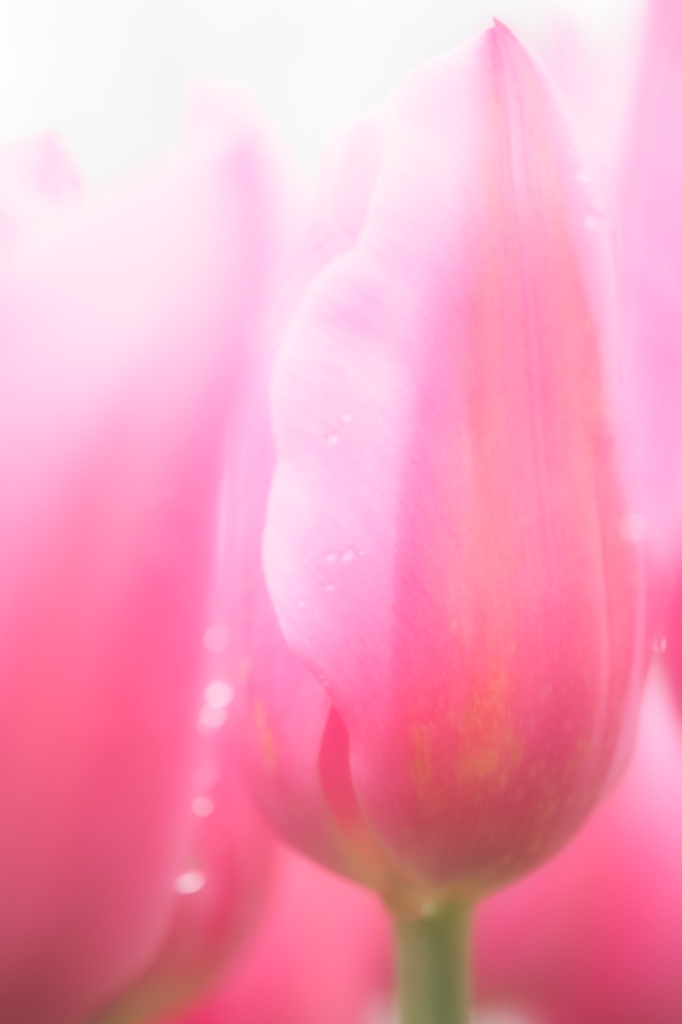 愛の芽生え