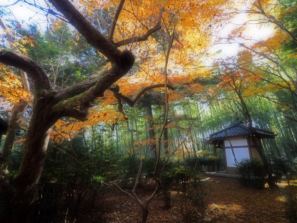 晩秋悲恋寺