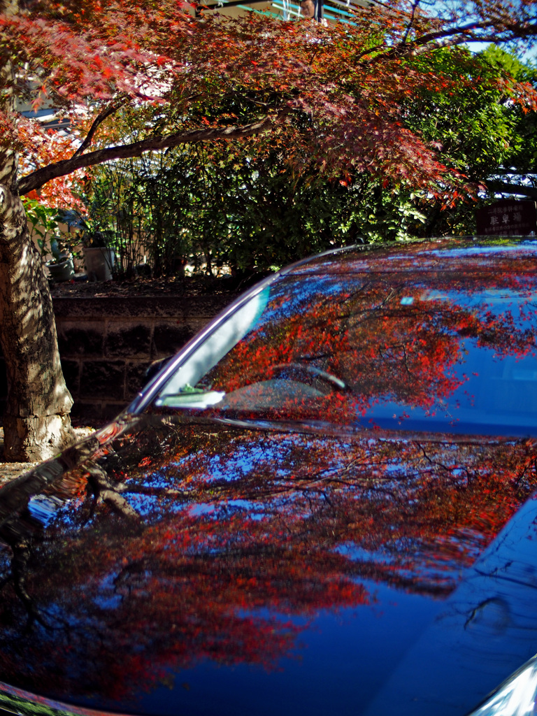 京都の紅葉2013　2-4