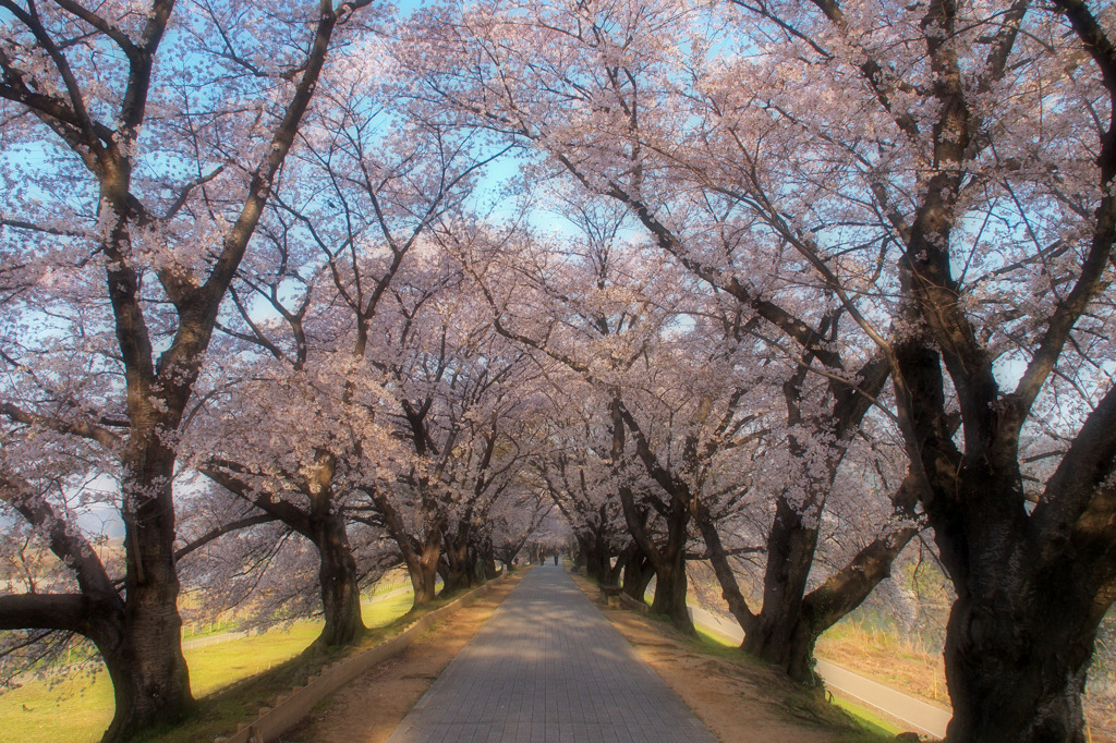 桜道