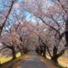 桜道