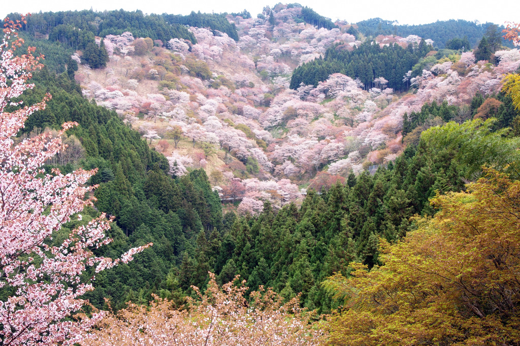 千本桜