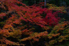 京都の紅葉2012　14