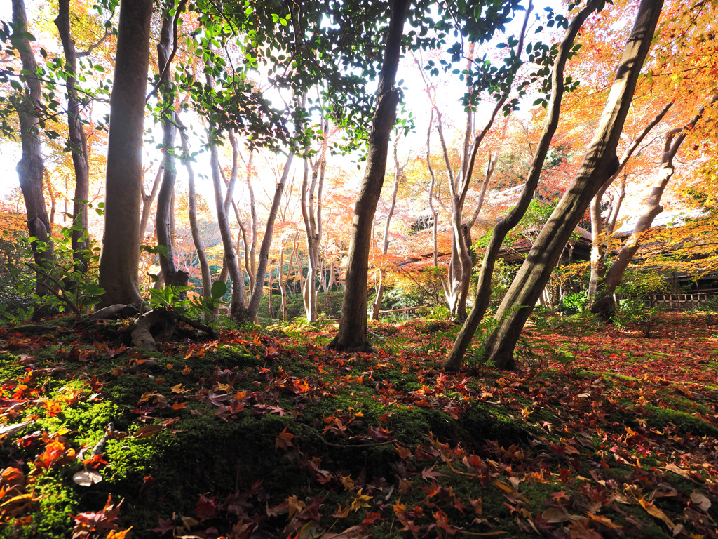 京都の紅葉2013　2-1