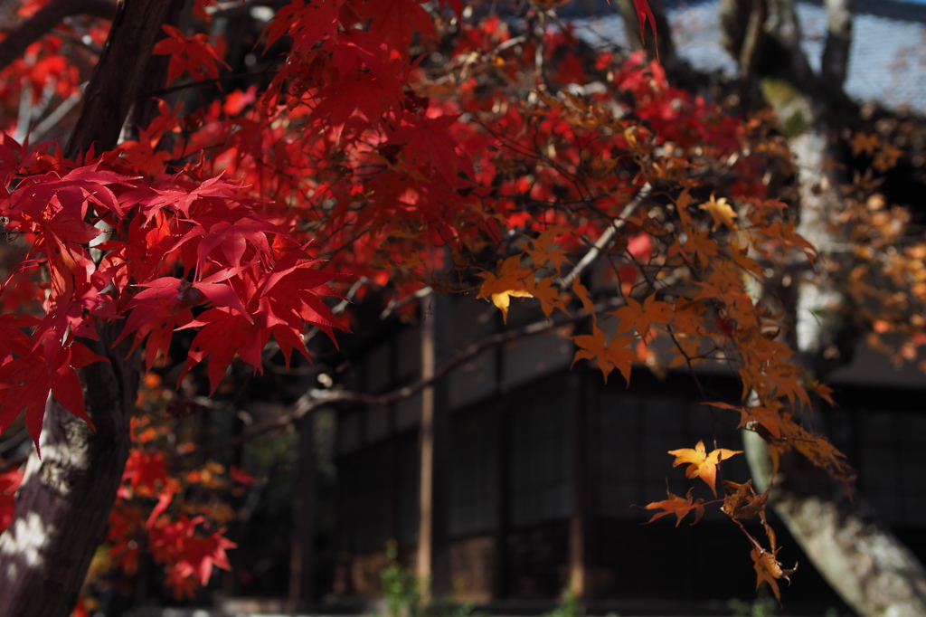 京都の紅葉2013　2-5