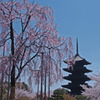 京しだれ