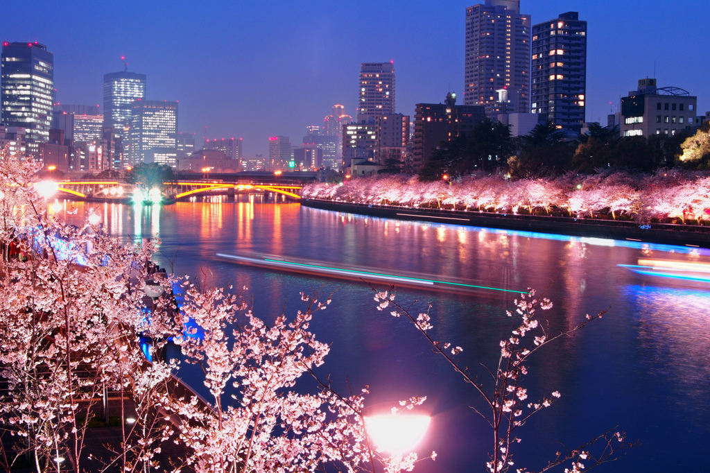 浪花夜桜の宴 By チキチータ Id 写真共有サイト Photohito