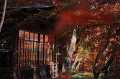 京都の紅葉2013　2-13