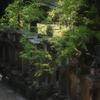 皐月の春日 2