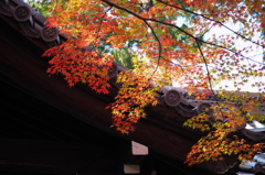 京都の紅葉2013　1-15