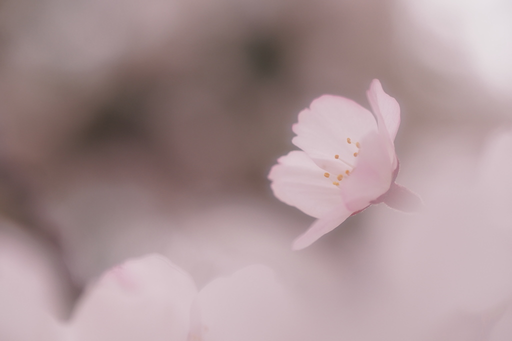 淡春