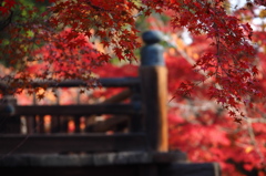 京都の紅葉2013　1-13