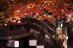 京都の紅葉2013 1-4