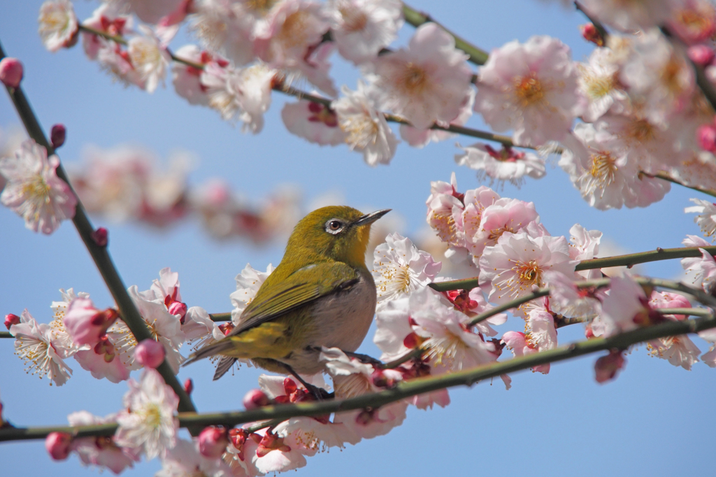 春の使者