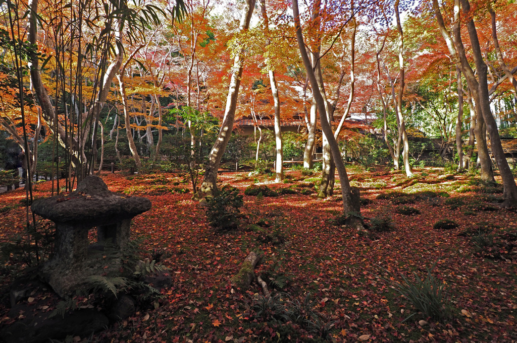 京都の紅葉2013　2-16