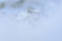 Lady in white