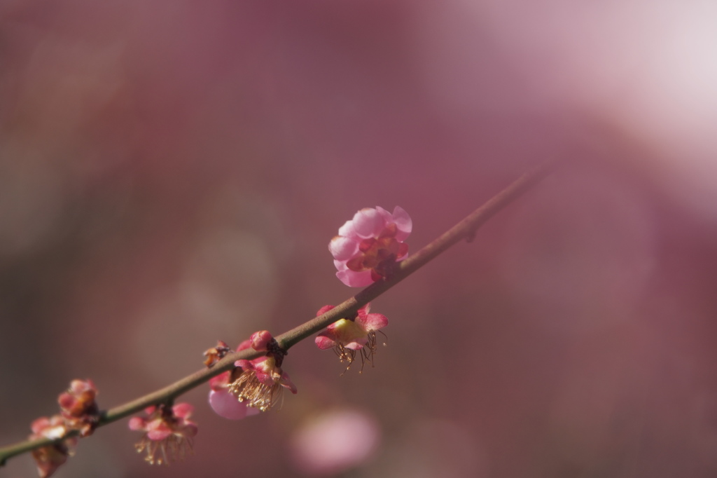 梅散りし時