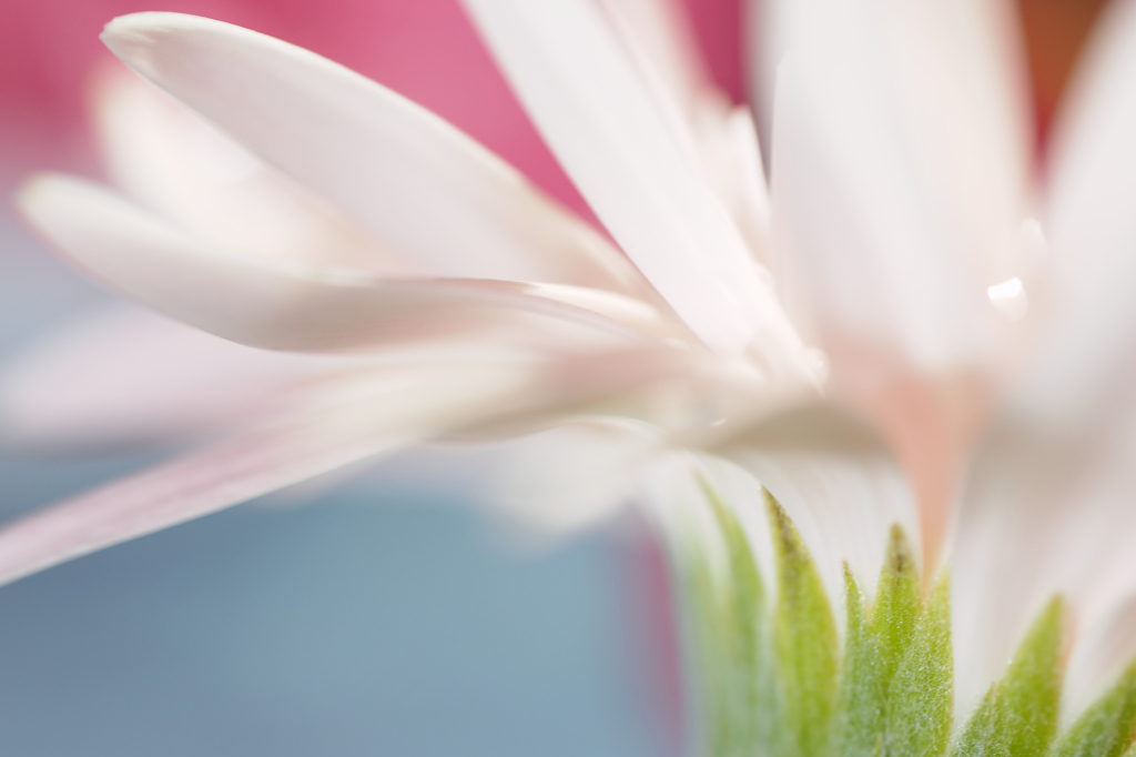 gerbera