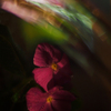 花流水彩