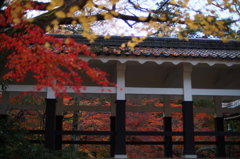 京都の紅葉2012　10