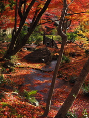 京都の紅葉2013　2-14