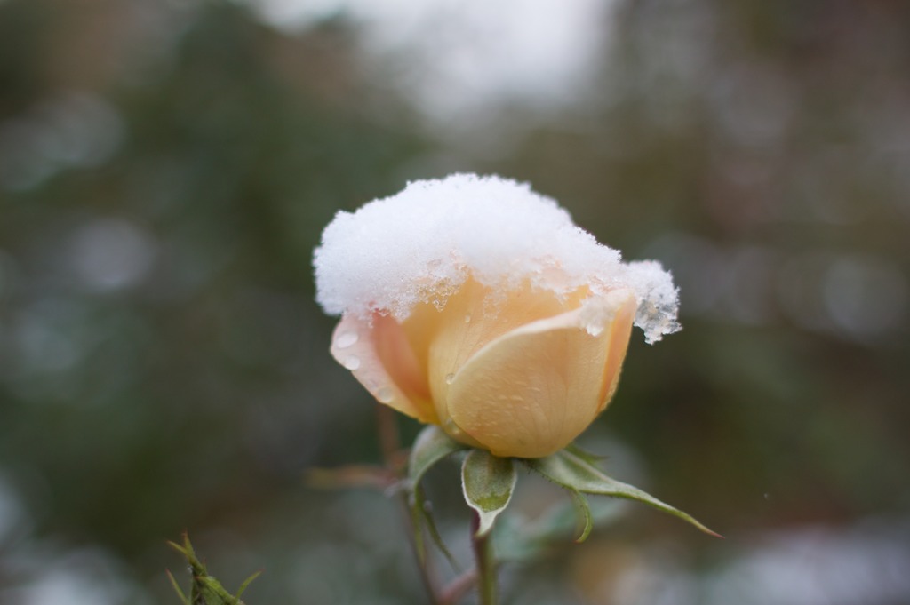 白い帽子の薔薇