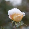 白い帽子の薔薇