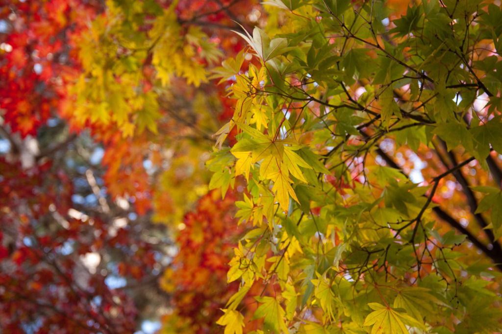 紅葉のグラデーション