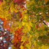 紅葉のグラデーション