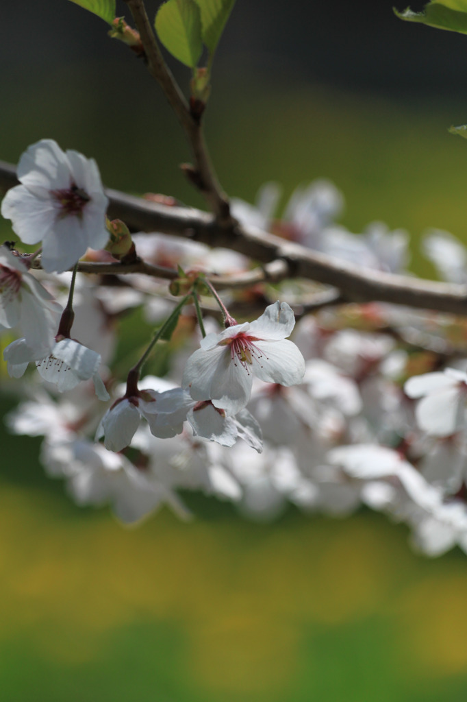 桜