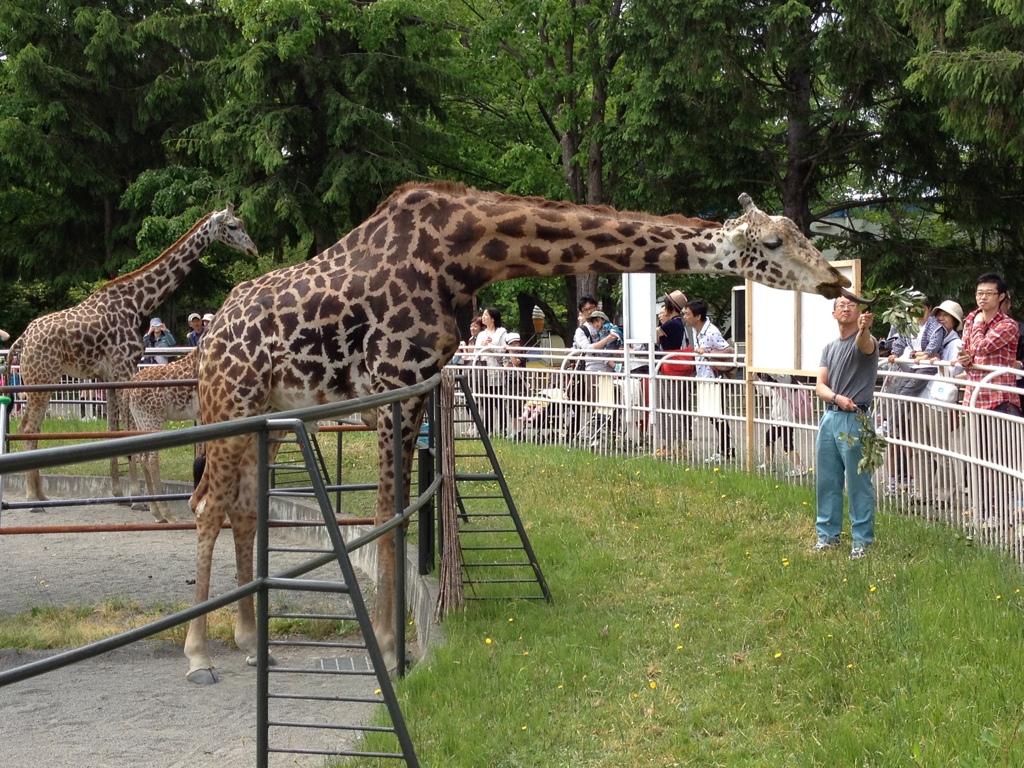 円山動物園のキリン（マサオ？）