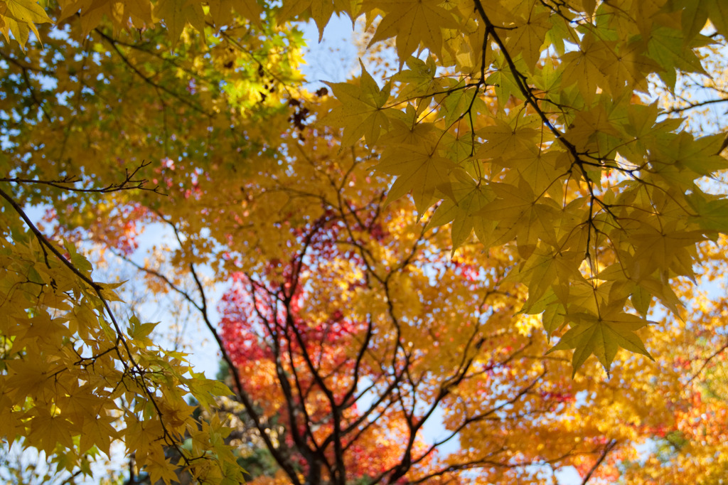紅葉（もみじ）ならぬ黄葉（いちょう）