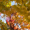 紅葉（もみじ）ならぬ黄葉（いちょう）