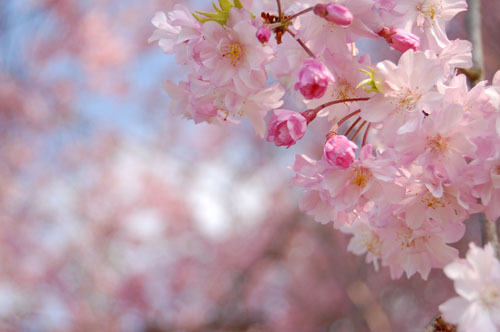 かわいい枝垂桜。
