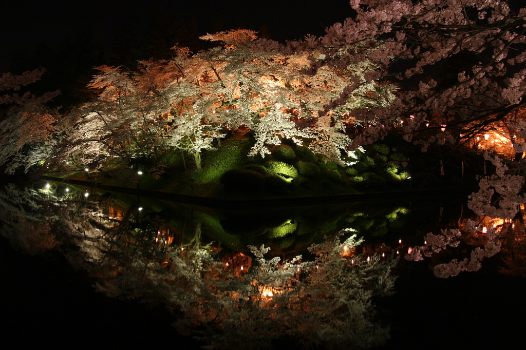夜桜。