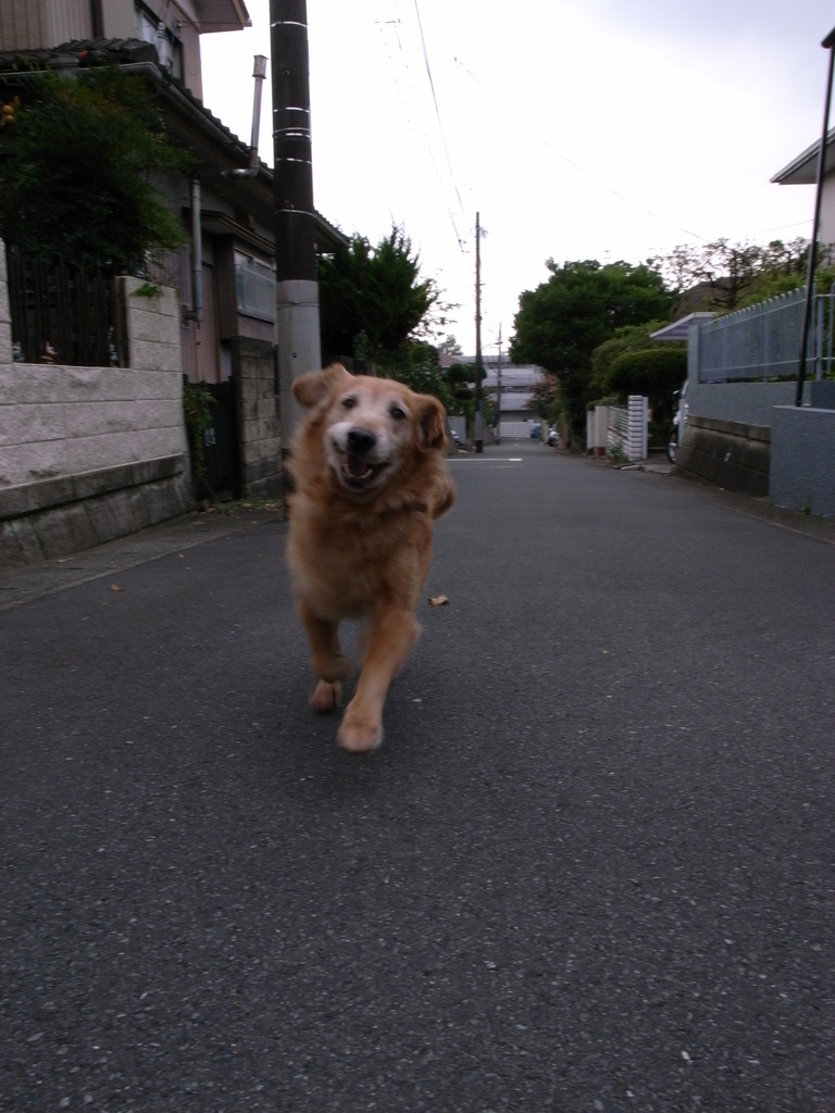 おいでー
