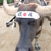 根性