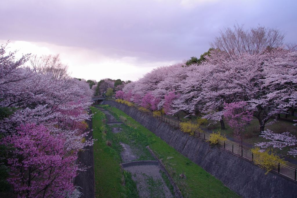 sakura