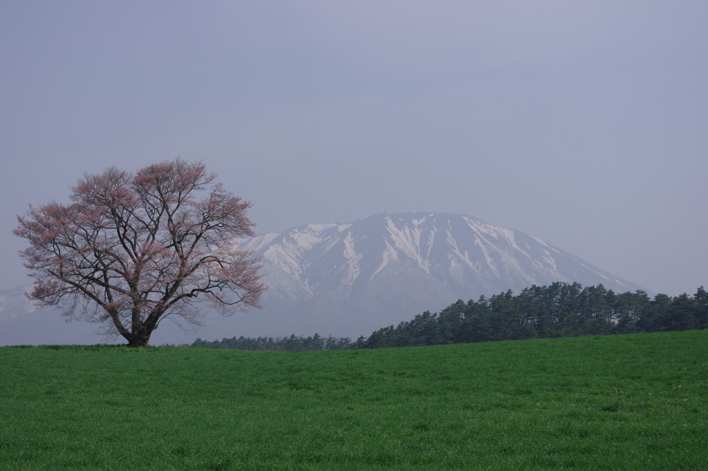 一本桜２