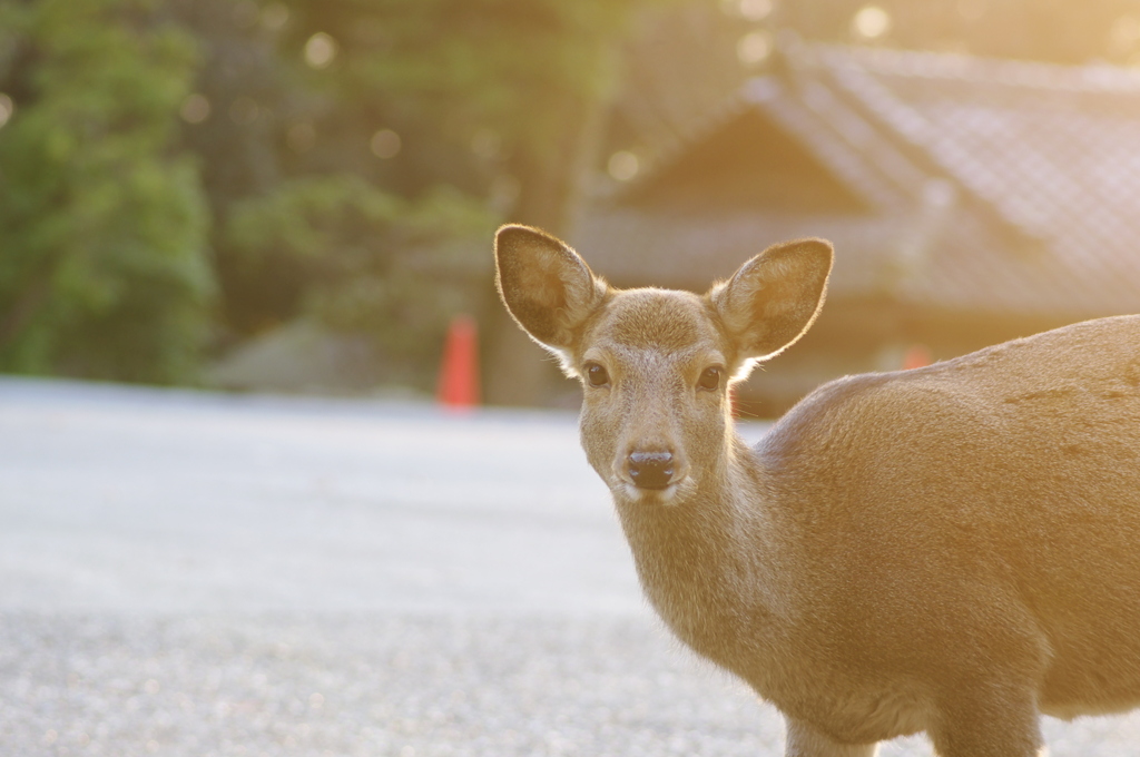 私が奈良の鹿です、何かご用？