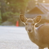 私が奈良の鹿です、何かご用？