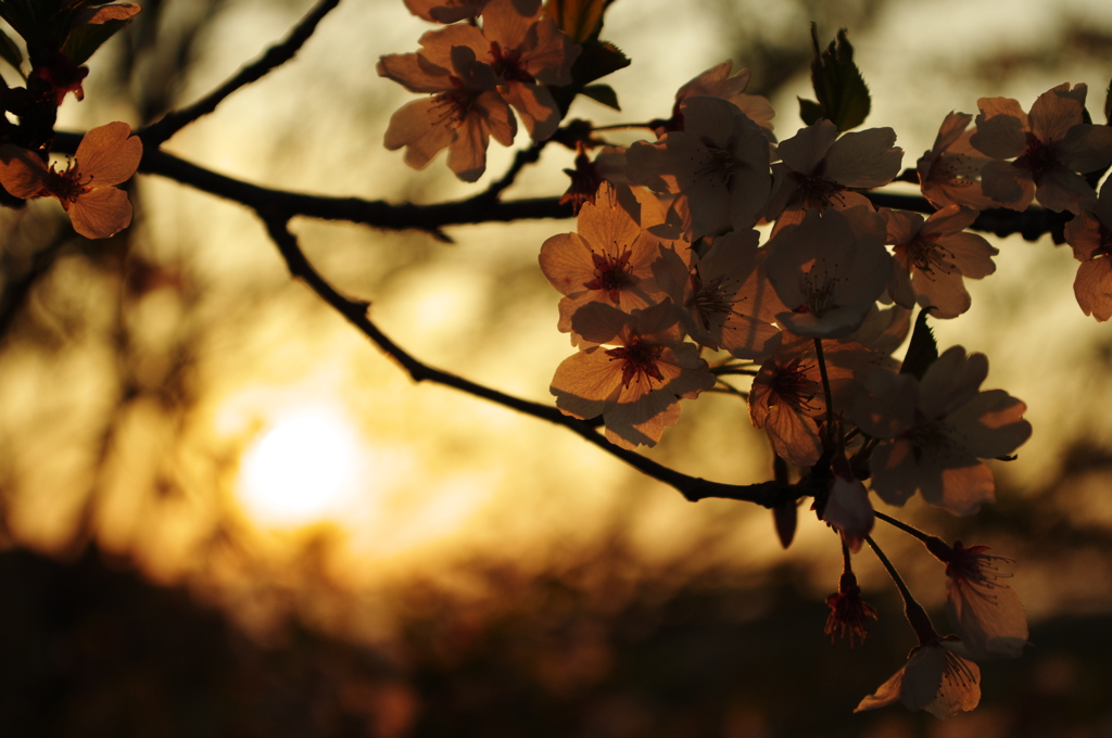 落日の桜