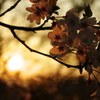 落日の桜
