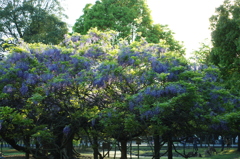 奈良公園の藤（全体）